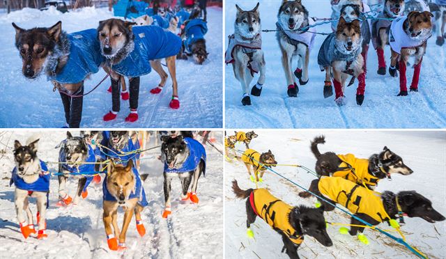 [패션의 완성은 신발] 알래스카 '이디타로드 트레일(Iditarod Trail)' 레이스에 출전한 썰매개들이 다양한 색깔의 신발을 신고 있다. AP 연합뉴스