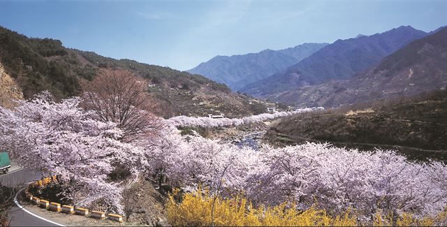 지리산 쌍계사 벚꽃길. 국립공원관리공단 제공