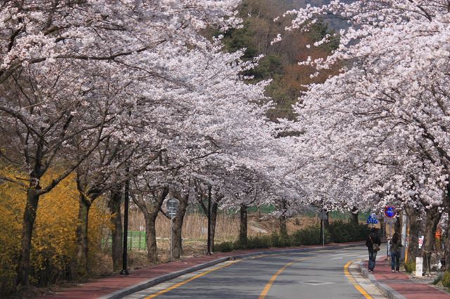 30년 이상 된 겹벚꽃이 계룡산국립공원의 입구부터 동학사까지 피어 벚꽃길을 이루고 있다. 국립공원관리공단 제공