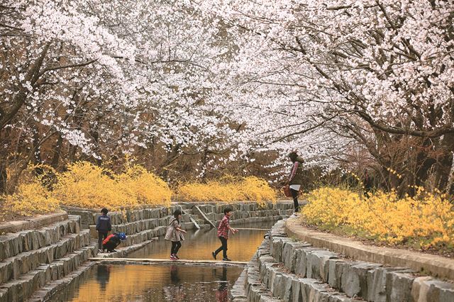 영암왕인박사유적지 /2015-03-25(한국스포츠경제)