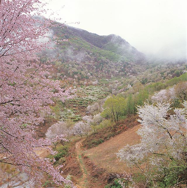 금산 보곡산골 산벚꽃 자생군락 /2015-03-25(한국스포츠경제)