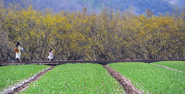 노란 산수유과 파란 마늘밭의 대조(3월 14일 모습)