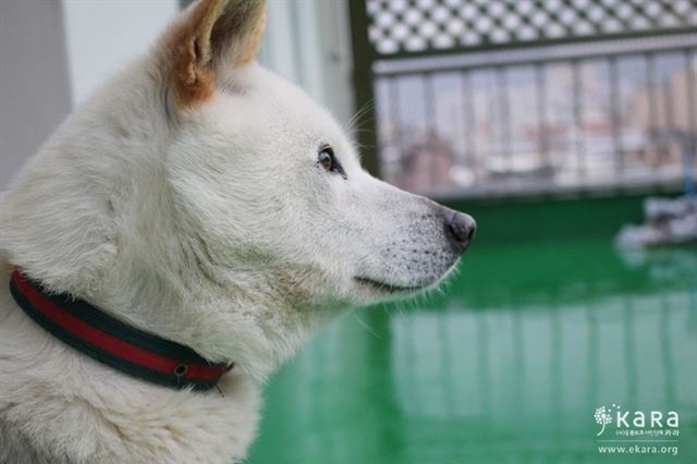 고남이 옆모습. 카라 제공