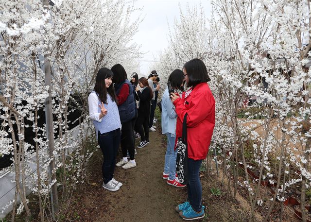 1일 괴산군 칠성면 쌍곡리의 한 농원을 찾은 관광객들이 새하얀 망울을 활짝 터뜨린 미선나무꽃 내음을 맡으며 봄을 만끽하고 있다. 괴산군 제공