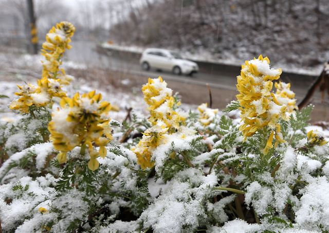 7일 강원 산간에 때아닌 '춘설(春雪)'이 내린 가운데 옛 영동고속도로 대관령 구간의 도로변 활짝 핀 야생화 위에 눈이 살포시 내려앉았다. 연합뉴스