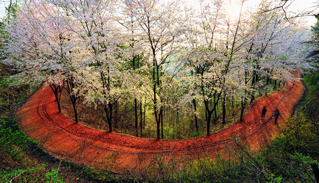 대전 계족산. 한국관광공사 제공 /2015-04-08(한국스포츠경제)