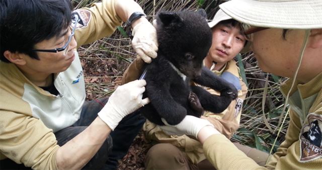 반달가슴곰 마을 경사, 지리산서 5마리 출산 연합뉴스