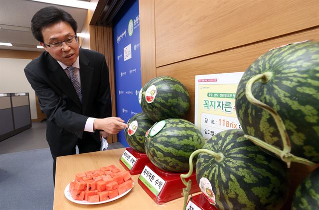 농림축산식품부 이재욱 유통소비정책관이 14일 오전 정부세종청사 농식품부 기자실에서 이달부터 '수박 꼭지절단 유통 활성화 방안'을 추진, 꼭지를 잘라낸 수박을 시중에 시범 유통한다고 밝히고 있다. 농식품부는 그동안 꼭지가 수박 신선도를 판단하는 기준으로 활용됐지만 최근 연구 결과에 따르면 꼭지의 유무에 상관없이 경도, 당도,과육 색 등에 차이가 없었다고 밝혔다. 연합뉴스