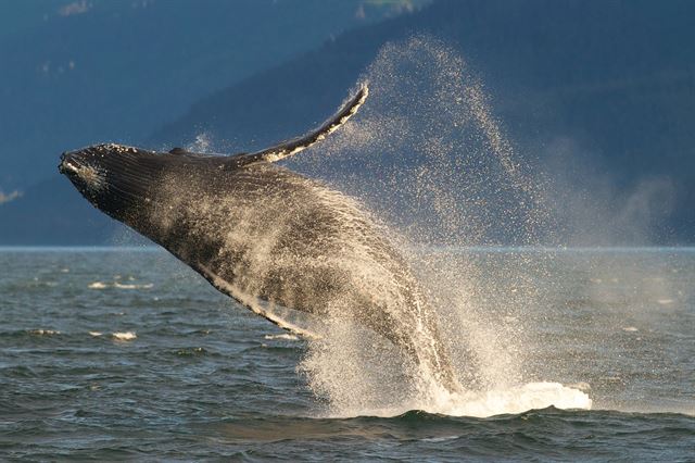 [50년 보호, 복원 노력의 결실] 미국 국립해양대기청(NOAA)이 20일(현지시간) 혹등고래를 14개 집단으로 재분류하고 그 가운데 10개 집단을 멸종위기 목록에서 제외한다는 성명을 발표한 가운데 사진은 지난 2014년 7월 9일 알래스카 쥬노의 린 운하에서 물위로 모습을 드러낸 혹등고래의 모습. AP 연합뉴스