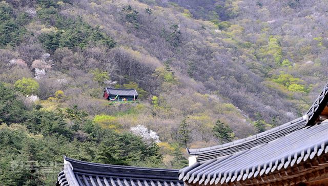 내소사 뒤편 관음봉으로 오르는 봄빛