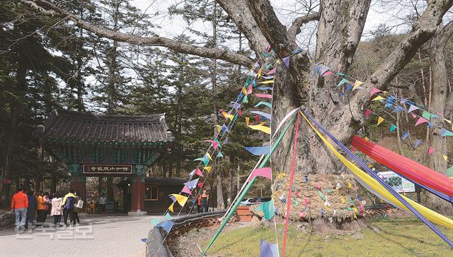 내소사 입구의 당산목은 민간신앙까지 포용한 불교의 상징처럼 보인다.