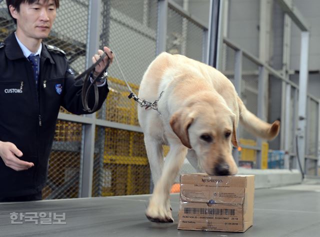 국제우편 등 화물을 이용한 마약 밀수가 급증하고 있는 가운데, 7일 오전 인천 중구 운서동 인천공항세관검사장에서 세관 직원들이 마약탐지견을 활용한 단속 과정을 공개하고 있다. 관세청 인천공항세관은 2015년 1분기 동안 국제우편, 특송 등 화물을 이용한 마약류 69건, 3.6톤, 시가 46억원 상당을 적발했다고 밝혔다. 이는 전년 1/4분기와 비교해 중량기준으로 우리나라 마약 적발 역사상 최대 규모이고, 금액은 1,789% 증가한 것이다.영종도=고영권기자