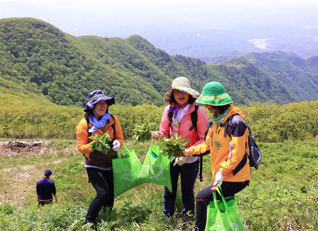 지난해 산나물축제에 참석한 관광객들이 일월산에서 뜯은 산나물을 들고 즐거운 표정을 짓고 있다. 영양군 제공