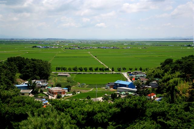 한반도에서 유일하게 지평선이 그어지는, 전북 김제의 푸르고 너른 들녘. 많은 이들을 풍족하게 먹여 살렸던 이 들판은 일제의 수탈이 벌어진 설움의 역사도 안고 있다. 김제시청 제공