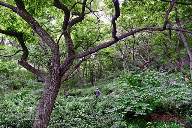 전북 순창 강경마을 차 숲은 차밭의 전형을 허문다. 키 큰 나무에서부터 덩굴식물까지 조화로운 생태에서 자라 차 잎도 건강하다. 순창=최흥수기자 choissoo@hankookilbo.com