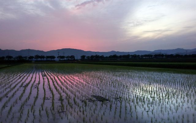 모내기를 마친 논에 붉은 노을이 반사돼 비치고 있다. 몸은 힘들어도 긴 하루 중 이맘때가 가장 마음이 편해진다. 하루가 다르게 모가 자라는 것 같아 자식 보듯 흐뭇하다.