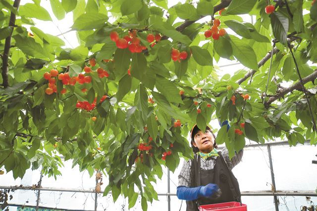 김기태씨의 부인 김정옥씨가 지난 19일 경기 화성시 송산면 소재 농장에서 체리를 따 바구니에 담고 있다. 수확한 체리는 지역 농협의 선별 작업을 거쳐 '잎맞춤 체리'라는 브랜드를 달고 소비자에게 판매된다. 농협 제공