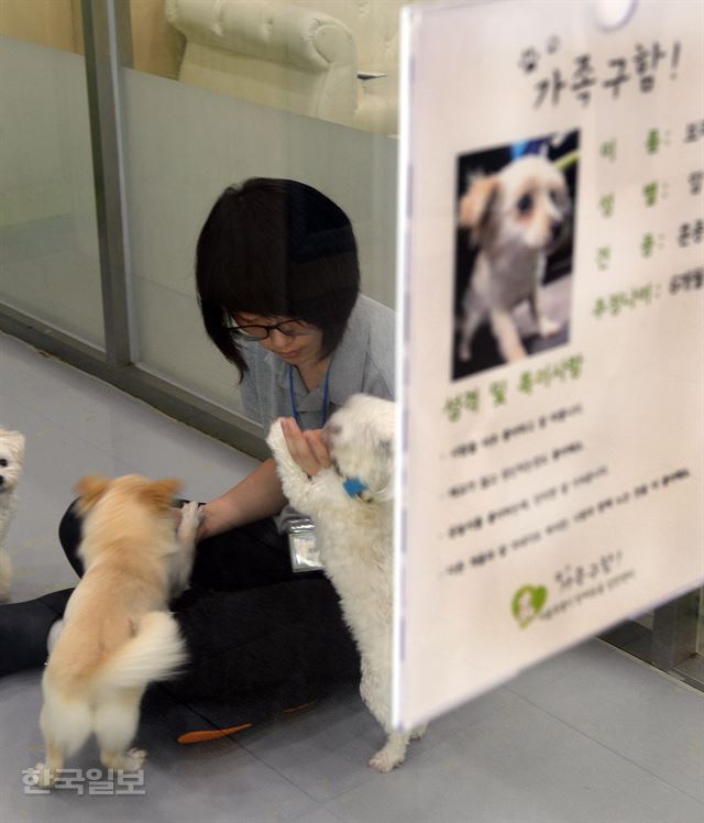 1일 경기 과천의 서울대공원 반려동물입양센터에서 자원봉사자들이 입양을 기다리는 유기견들을 돌보고 있다. 신상순 선임기자ssshin@hankookilbo.com