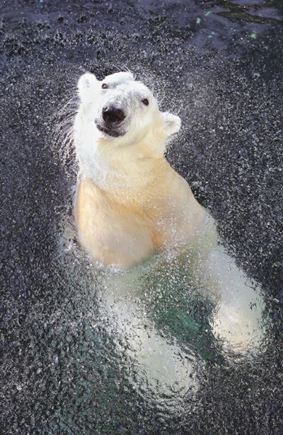 용인 에버랜드에 살고 있는 북극곰 통키. 소년한국일보