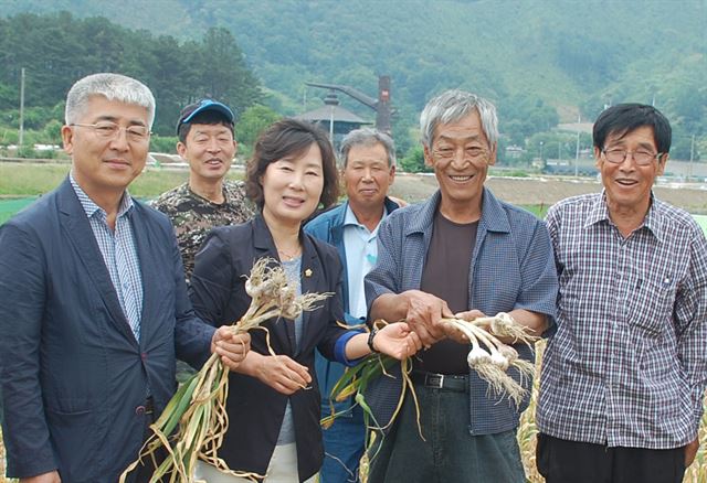 충북 보은지역 기관, 사회단체들이 회인 유황마늘을 전국적인 특산물로 키우기 위해 똘똘 뭉쳐 있다. 회인 유황마늘 홍보대사를 자처한 보은군의회 박경숙 부의장(왼쪽에서 세번째)이 작목반을 찾아 마늘의 특징에 대해 설명을 듣고 있다. 보은군의회 제공