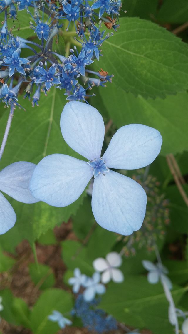 헛꽃 가운데 핀 진짜 꽃(유성화). 헛꽃들은 대부분 암술과 수술이 없는 무성화이나 이렇게 진짜 꽃을 피우는 헛꽃들도 적지않다.