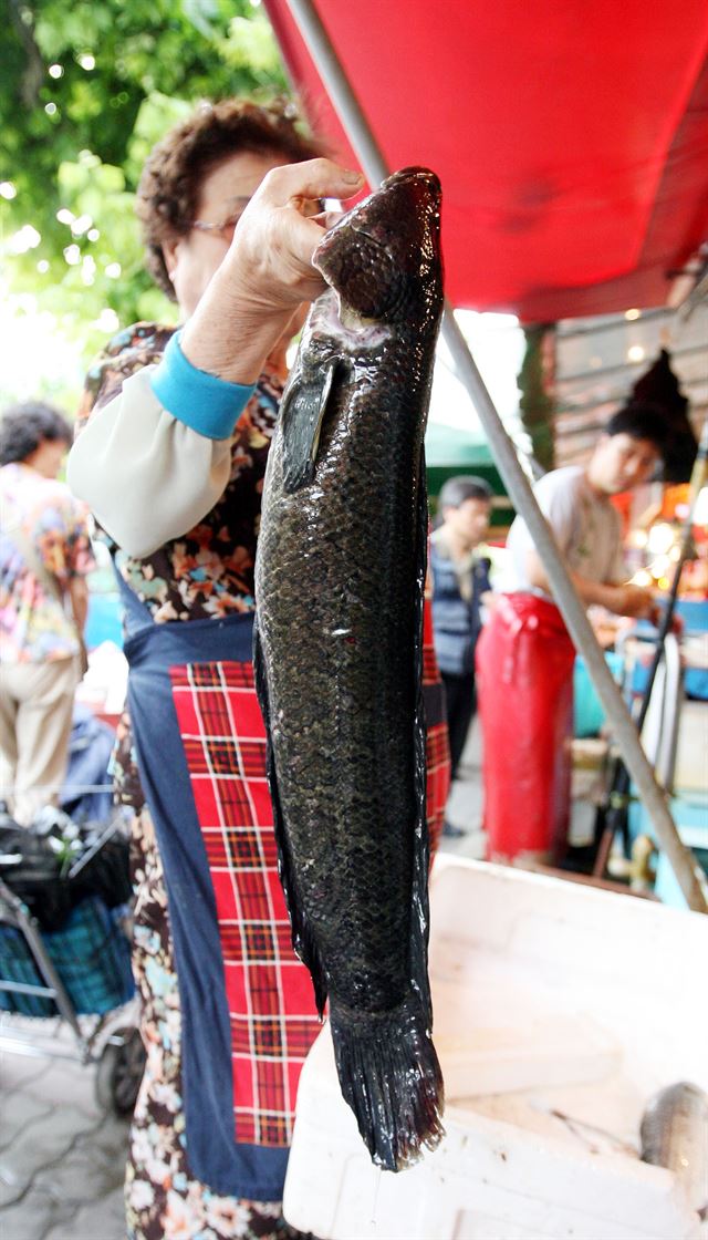 한국산 물고기 가물치. 한국일보 자료사진