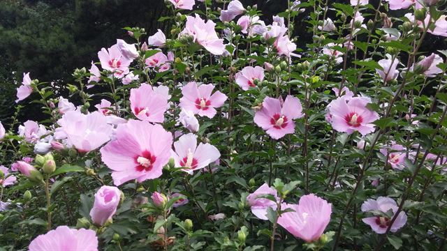 8월 염천 아래 무궁화꽃이 화려하다(서울 남산공원).