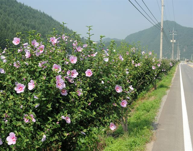 홍천군 화촌면 무궁화 가로수길. (홍천군청 제공)