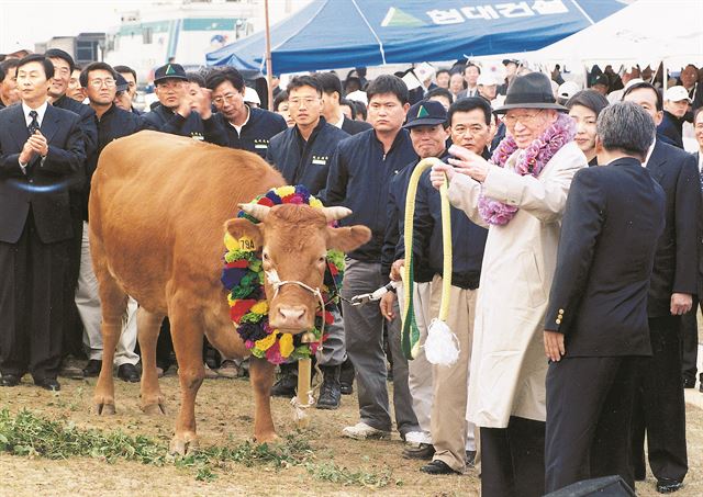 정주영 현대그룹 명예회장이 북한으로 가는 수백 마리 소들을 연결하는 끈을 잡고 있다. 한국일보 자료사진