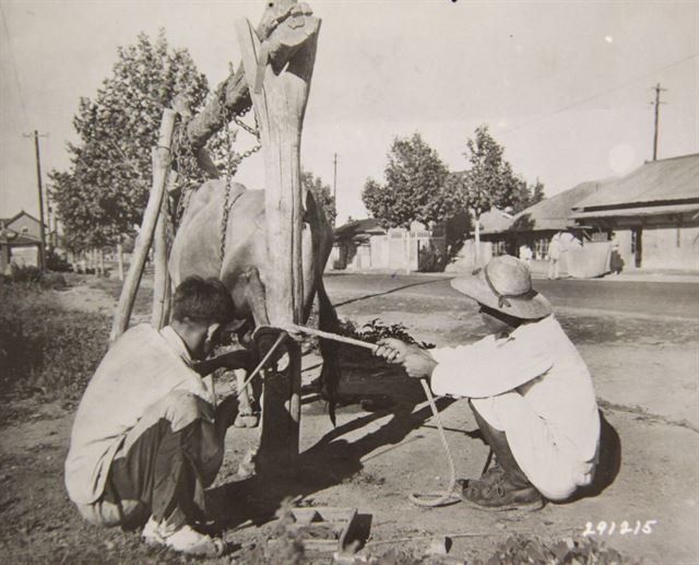 1947년 남성 두 사람이 임시 외양간에서 소에게 굽을 박을 준비를 하고 있다. 소를 묶어두기 위해 사슬과 밧줄을 사용하고 있다. 국사편찬위원회 제공