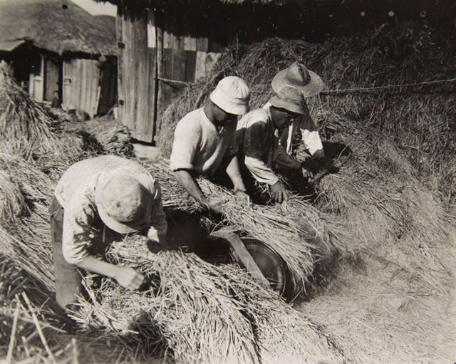 1945년 11월 농민들이 발로 작동시키는 탈곡기로 일을 하고 있다. 서울 근교의 작은 마을로, 탈곡을 마친 볏단은 줄로 묶어 보관했다. 국사편찬위원회 제공