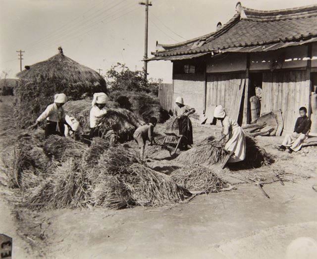 1945년 한 농촌에서 여성들이 새로 수확한 벼를 탈곡하고 있다. 국사편찬위원회 제공