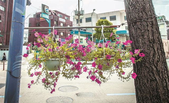 서울 용산구 원효로. 가로수에 철사를 매어 화분 거치대를 걸어두었다.