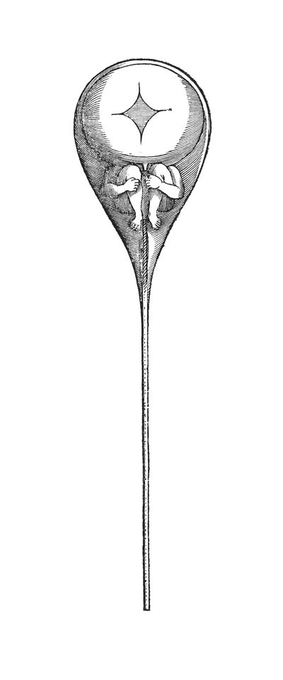 성세포인 정자의 머리에 호문쿨루스라는 축소 인간이 들어있다고 믿었던 17세기 네덜란드 물리학자 하르트쇠케르가 그린 호문쿨루스 상상화. 위키피디아