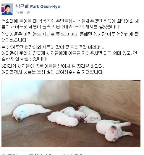 박근혜 대통령이 30일 청와대 관저에서 키우는 진돗개인 '희망이'와 '새롬이'가 새끼를 낳았다고 페이스북을 통해 알렸다. 박근혜 대통령 페이스북