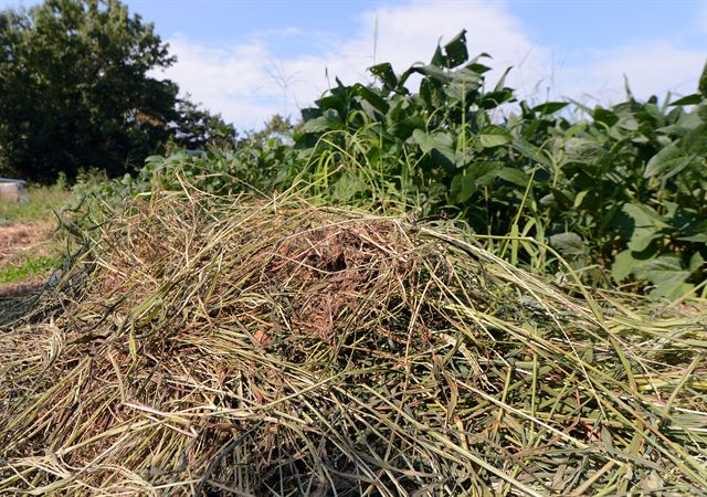 콩밭에서 뽑아낸 바래기 더미가 콩 높이만큼 쌓여 있다.