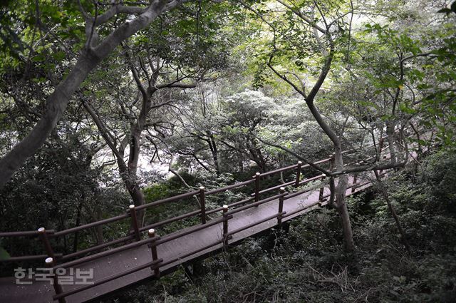 안덕계곡을 따라 조성된 나무데크 길.