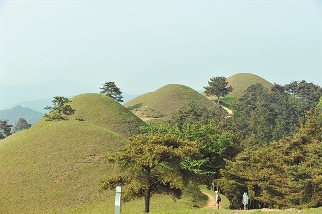 역사의 뒤안길로 사라졌다 최근 화려하게 부활하고 있는 대가야 시대의 왕과 귀족들의 무덤으로 보이는 고분들이 경북 고령군 주산 능선을 따라 줄지어 서 있다.