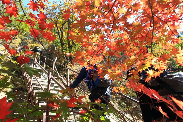 10월의 첫 일요일인 4일 단풍이 물든 설악산을 찾은 등산객이 한계령과 대청봉을 잇는 산행로를 따라 오르고 있다. 지난달 23일 시작된 설악산 단풍은 공룡능선과 대승령을 지나 한계령까지 내려왔으며 18일쯤 절정을 맞을 것으로 예상된다. 연합뉴스