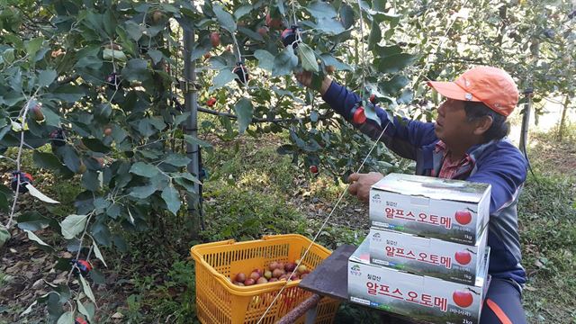 충남 청양군 칠갑산 자락에서 한 농부가 미니사과인 '알프스오토메' 를 수확하고 있다. 청양군 제공 /2015-10-05(한국일보)