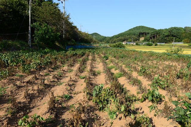 극심한 가뭄으로 홍성군 서부면 신리 일대 검정콩밭에는 먼지가 풀풀 날릴 정도이고 콩잎은 바싹 말라 죽어 있다.