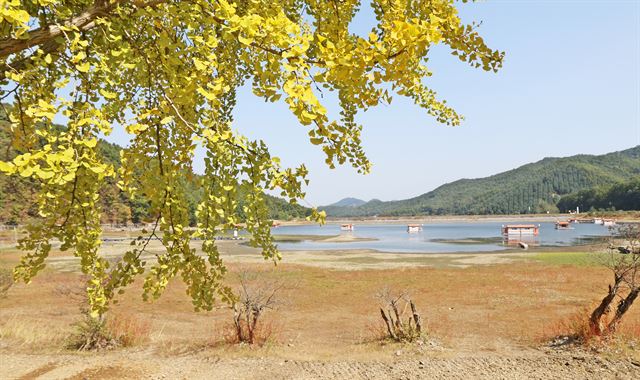 6일 충북 괴산군 문광면 양곡1리 양곡저수지 둘레 은행나무 가로수가 노란 단풍으로 물들어 가고 있다. 올해는 가뭄으로 저수지 바닥이 드러나면서 데칼코마니의 장관은 연출되지 않고 있다. 뉴시스