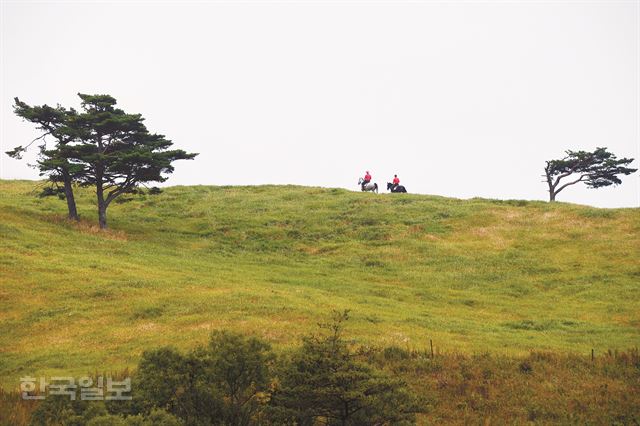 가을이 가장 먼저 깃들었다가 제일 먼저 떠날 해발 1,000m급 고원인 대관령 하늘목장. 이 광활한 초원 위에서 거침없이 말을 달리는 건 나만의 가을을 붙잡는 또 다른 방법이다. 평창=이성원기자 sungwon@hankookilbo.com