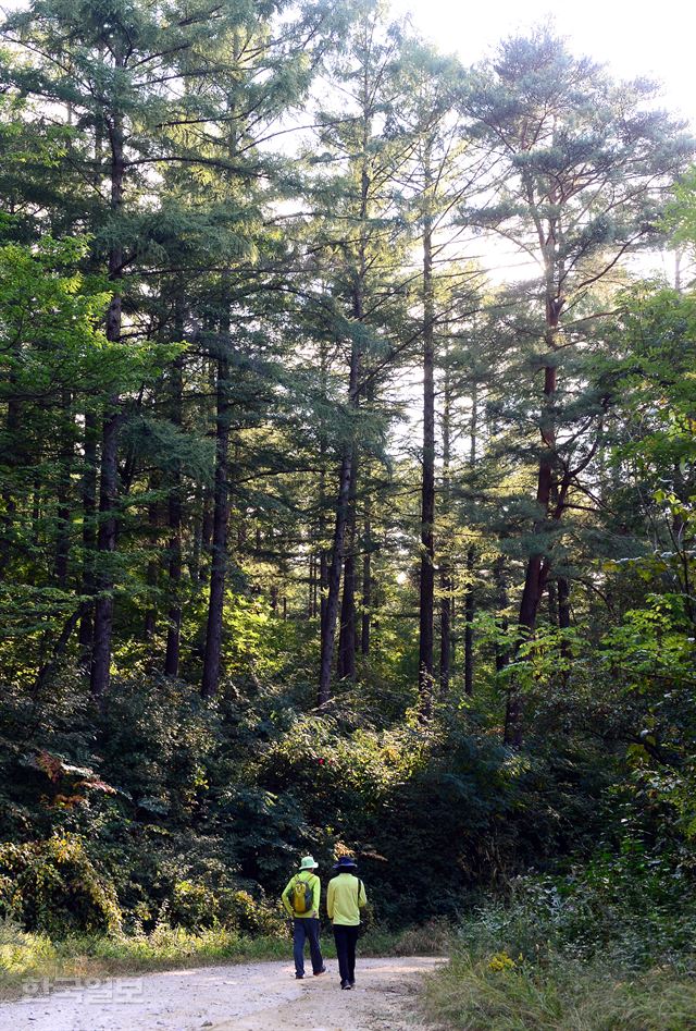 사재산 명품 숲길은 2010년 산림청이 가장 먼저 '명품숲'으로 지정했지만 거의 알려지지 않았다. 수령 80년 가까운 아름드리 낙엽송 숲이 특히 일품이다. 상암리 입구에서 문재 정상까지 약 5.6km 구간은 흙먼지 날리던 비포장 국도였기 때문에 경사가 완만해 걷기에도 부담이 없다.