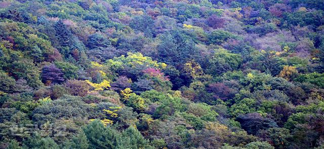 조금씩 단풍으로 물드는 사재산(백덕산)