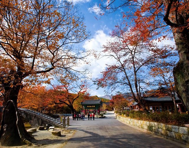 경남 양산 통도사에 단품이 깊게 들어 절경을 이루고 있다. 양산시 제공