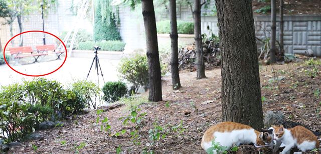 '캣맘' 사건현장에 나타난 고양이 가족. 연합뉴스