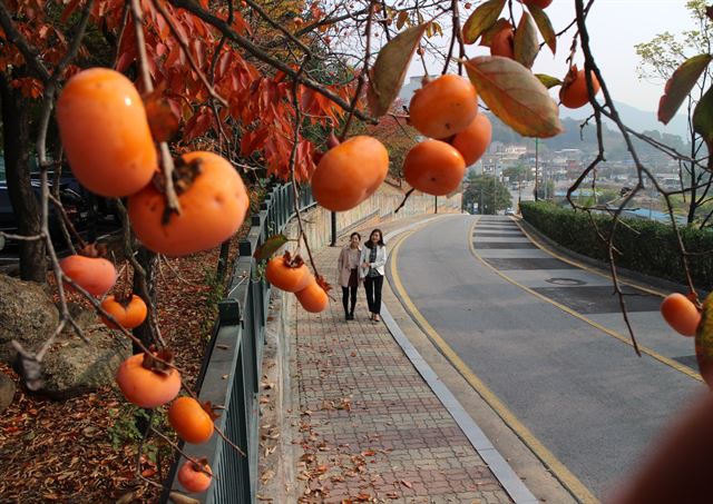 충북 영동군 영동읍 도로변 감나무에 탐스런 감이 주렁주렁 매달려 있다. 올해 감 직황은 서리 피해가 적은데다 장마철 낙과현상도 줄어 예년보다 풍성하다. 영동군 제공