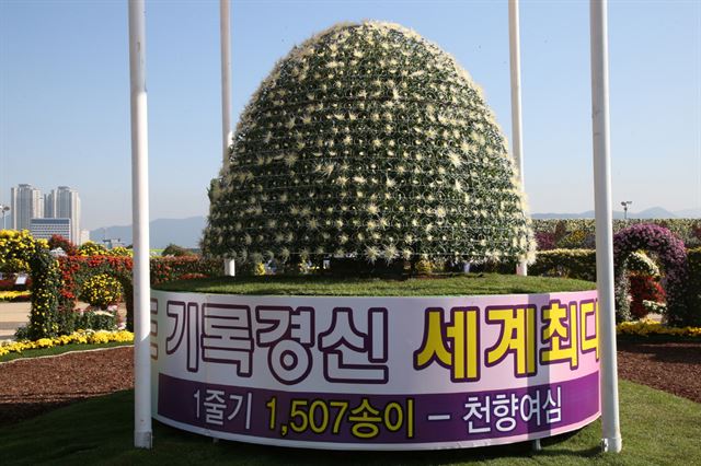 지난해 제14회 마산가고파국화축제에 전시됐던 국화 한 그루에서 꽃 1507송이를 피운 '다륜대작'으로 세계기네스 기록을 경신한 '천향여심'. 올해 '제15회 마산가고파국화축제'에서는 1507송이를 뛰어넘는 1515송이 이상의 '다륜대작'이 전시될 예정이다. 뉴시스