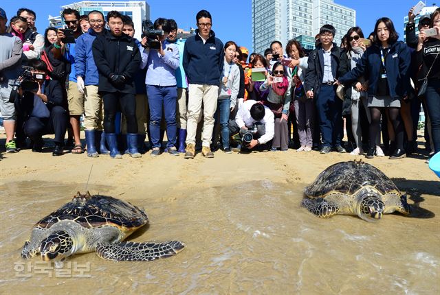 [저작권 한국일보] 지난해 구조된 멸종위기종이자 보호대상해양생물인 푸른바다거북 2마리가 28일 오전 부산 해운대해수욕장에서 고향 바다로 돌아가고 있다. 이들 거북은 지난해 10월과 11월 각각 부산 송정과 경남 거제 이수도 앞바다에서 정치망에 걸렸다가 구조된 뒤 1년 동안 부산아쿠아리움에서 치료와 재활훈련을 받고 이날 방류됐다. 부산=전혜원기자 iamjhw@hankookilbo.com /2015-10-28(한국일보)